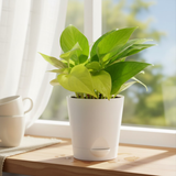 Lucky Plant Combo – Jade, Money Plant & Lotus Bamboo | 3 Live Indoor Plants in Krish 10cm Self-Watering Pots | Feng Shui & Vastu Good Luck Plants for Home & Office Décor (Pot Colour May Vary)