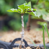 Grafting Stretchable Tape for Nursery and Garden, Budding/Plant Repair Tape for Nursery & Garden, Moisture Barrier Waterproof, Size- 50MM (Aprox 100GM) (Pack Of 1)