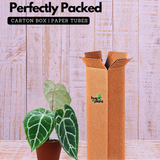 Crystal Anthurium (Anthurium crystallinum)