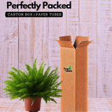 Boston fern plant (Nephrolepis exaltata) (Home & Garden)