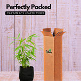 Golden Bamboo (Phyllostachys aurea) Live Plant (Home & Garden)