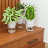 Clear Pot 5 Inch- Selfwatering Pot