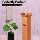 Cambodian Grape(Ampelocissus martini) Live Plant (Home & Garden)