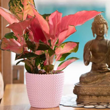 Capri 14cm Round Plastic Pot