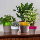 Arty Mocca 10 Plastic Pot