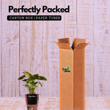 Syngonium Lemon - Live Plant (With 5 Inch Self-Watering Pot & Plant)