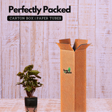 Syngonium Red Plum Plant (Pink veins) - Live Plant (With Self-Watering Pot & Plant)