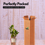 ZZ Plant Green (Zamioculcas zamiifolia) - Live Plant ( With 5 Inch Self-Watering Pot & Plant)