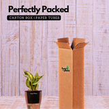 Sansevieria Crooked / Snake Plant (Dracaena trifasciata)- Live Plant (With 5 Inch Self-Watering Pot & Plant)