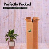 Calathea Zebrina / Zebra Plant - Live Plant (With 5 Inch Self-Watering Pot & Plant)