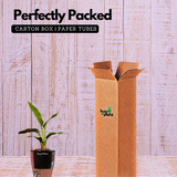 Bird Of Paradise (Strelitzia reginae)- Live Plant (With 5 Inch Self-Watering Pot & Plant)