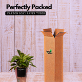 Philodendron Birkin / White Wave - Live Plant (With 5 Inch Self-Watering Pot & Plant)