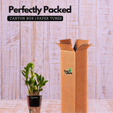 ZZ Plant Green (Zamioculcas zamiifolia) - Live Plant ( With 5 Inch Self-Watering Pot & Plant)