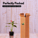 Red Anthurium (Anthurium andraeanum) Flowering/Ornamental Live Plant (With 5 Inch Self-Watering Pot & Plant)