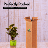 Syngonium Red Plum Plant (Pink veins) - Live Plant (With Self-Watering Pot & Plant)