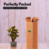 Syngonium Red Plum Plant (Pink veins) - Live Plant (With Self-Watering Pot & Plant)