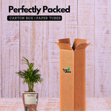 Chamaedorea Palm (Chamaedorea seifrizii) - Live Plant (With 5 Inch Self-Watering Pot & Plant)