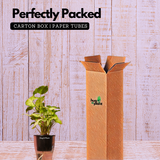 Syngonium White - Live Plant (With 5 Inch Self-Watering Pot & Plant)