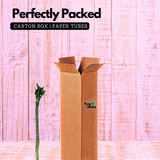 Lotus Bamboo Stick 50cm - Live Plant (Home & Garden)