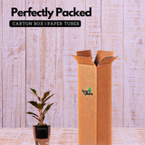 Aglaonema Lipstick - Live Plant (With 5 Inch Self-Watering Pot & Plant)