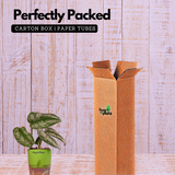 Silver Pictus / Silver Satin Pothos - Live Plant ( 4 Inch With Self-Watering Pot & Plant)