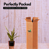 Sansevieria Silver Princess / Snake Plant (Sansevieria trifasciata)- Live Plant (With 5 Inch Self-Watering Pot & Plant)