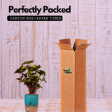 Syngonium Red Plum Plant (Pink veins) - Live Plant (With Self-Watering Pot & Plant)