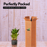 3 Layer Lucky Bamboo - Live Plant (With Self-Watering Pot & Plant)