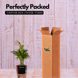 Chamaedorea Palm (Chamaedorea seifrizii) - Live Plant (With 5 Inch Self-Watering Pot & Plant)