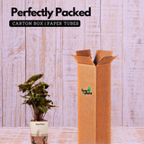 Syngonium Red Plum Plant (Pink veins) - Live Plant (With Self-Watering Pot & Plant)