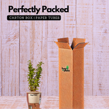 Jade Plant (Crassula Argentea) - Live Plant (With Self-Watering Pot & Plant)