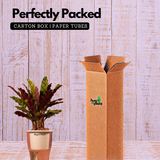 Calathea insignis (Goeppertia insignis) - Live Plant (With 5 Inch Self-Watering Pot & Plant)