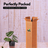 Silver Pictus / Silver Satin Pothos - Live Plant ( 4 Inch With Self-Watering Pot & Plant)