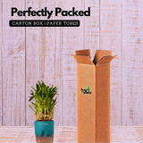 3 Layer Lucky Bamboo - Live Plant (With Self-Watering Pot & Plant)