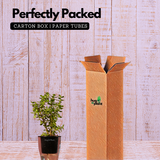 Jade Plant (Crassula Argentea) - Live Plant (With Self-Watering Pot & Plant)