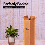 Philodendron Birkin / White Wave - Live Plant (With 5 Inch Self-Watering Pot & Plant)