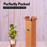 Syngonium White - Live Plant (With 5 Inch Self-Watering Pot & Plant)