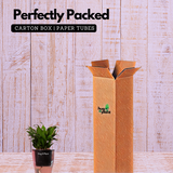 Dracaena Compacta - Live Plant (With 5 Inch Self-Watering Pot & Plant)