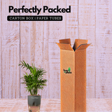 Chamaedorea Palm (Chamaedorea seifrizii) - Live Plant (With Self-Watering Pot & Plant)