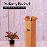 Aglaonema Red Angel / Chinese Evergreen (Aglaonema commutatum)- Live Plant (With 5 Inch Self-Watering Pot & Plant)