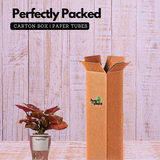 Aglaonema Red Angel / Chinese Evergreen (Aglaonema commutatum)- Live Plant (With 5 Inch Self-Watering Pot & Plant)