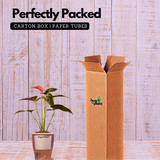 Red Anthurium (Anthurium andraeanum) Flowering/Ornamental Live Plant (With 5 Inch Self-Watering Pot & Plant)