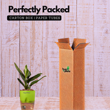 Monstera Peru (Monstera karstenianum)- Live Plant (With 4 Inch Self-Watering Pot & Plant)