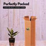 Monstera Peru (Monstera karstenianum)- Live Plant (With 4 Inch Self-Watering Pot & Plant)