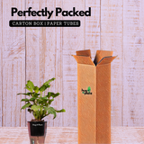 Philodendron Xanadu Golden (Thaumatophyllum Xanadu)- Live Plant (With 5 Inch Self-Watering Pot & Plant)