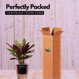 Calathea insignis (Goeppertia insignis) - Live Plant (With 5 Inch Self-Watering Pot & Plant)