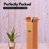 Sansevieria Silver Princess / Snake Plant (Sansevieria trifasciata)- Live Plant (With 5 Inch Self-Watering Pot & Plant)