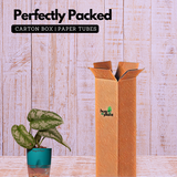 Silver Pictus / Silver Satin Pothos - Live Plant ( 4 Inch With Self-Watering Pot & Plant)