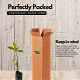 Birth Star : Krittika|Karthika (Plant: Athi-Ficus Glomerata|Ficus Racemosa) (Home & Garden)