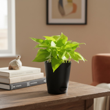 Golden Money Plant, Golden Pothos (Epipremnum Aureum) In Self-watering Pot | Live Indoor Plant for Positive Vibes | Air-Purifying & Decorative Plant for Home and Office (Pot Colour May Vary)